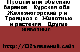 Продам или обменяю баранов - Курская обл., Железногорский р-н, Троицкое с. Животные и растения » Другие животные   